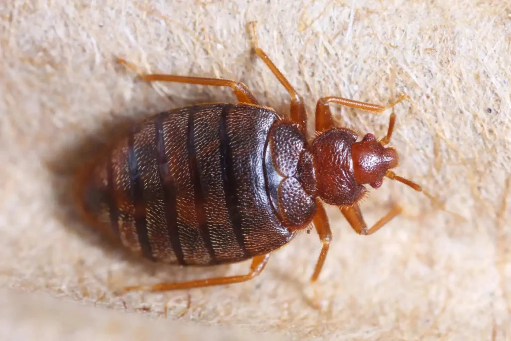 bed bug on bed