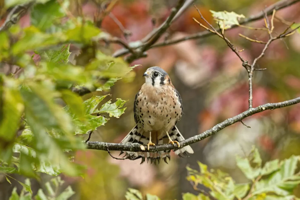 Bird on the branches