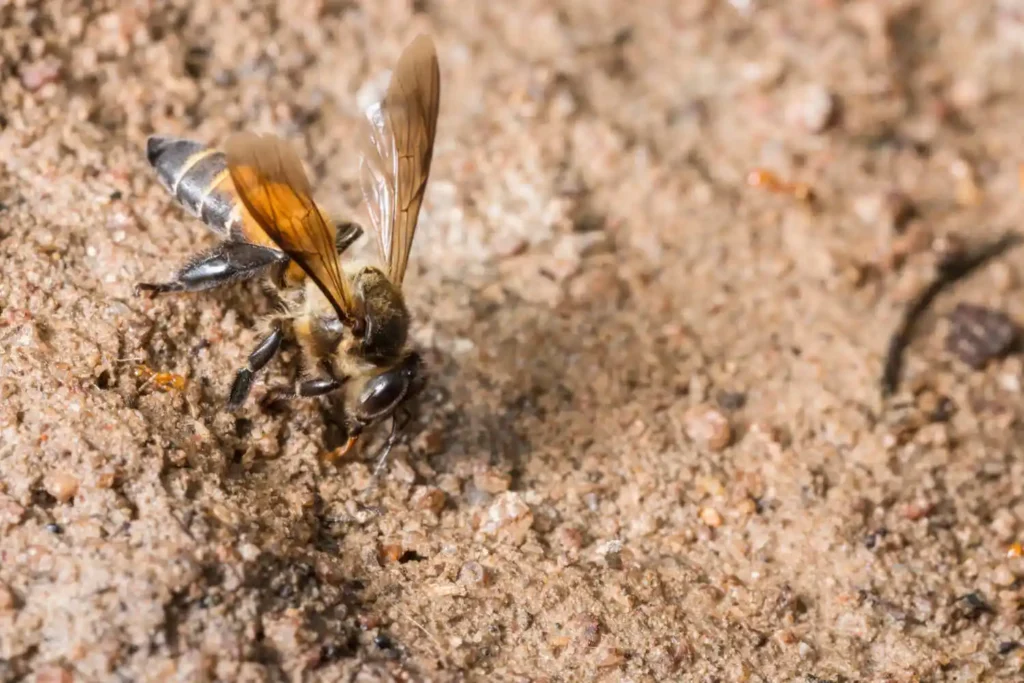 Bee macro is feeding on the ground.