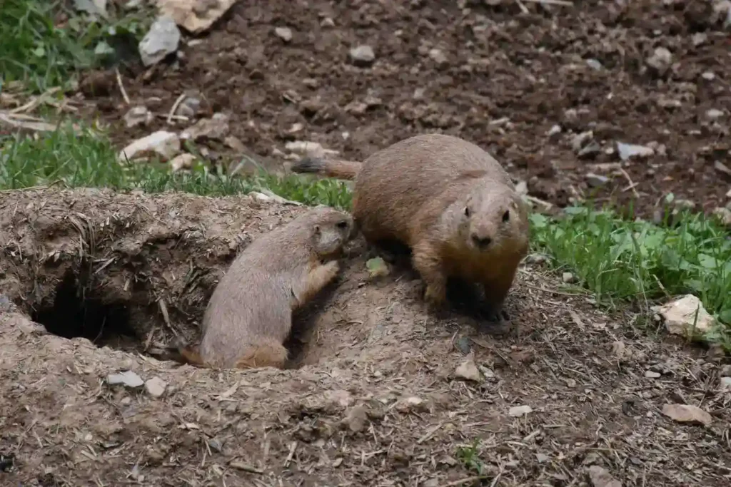 Two large ground squirrels playing around his burrow