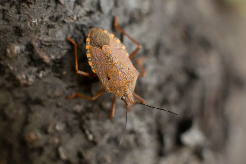 Closeup shot of a brown marmorated stink bug