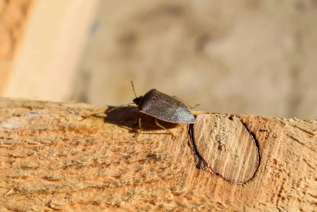 Stink bug on a wooden board brown bug